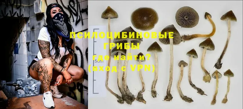 цена   Копейск  Галлюциногенные грибы Psilocybine cubensis 